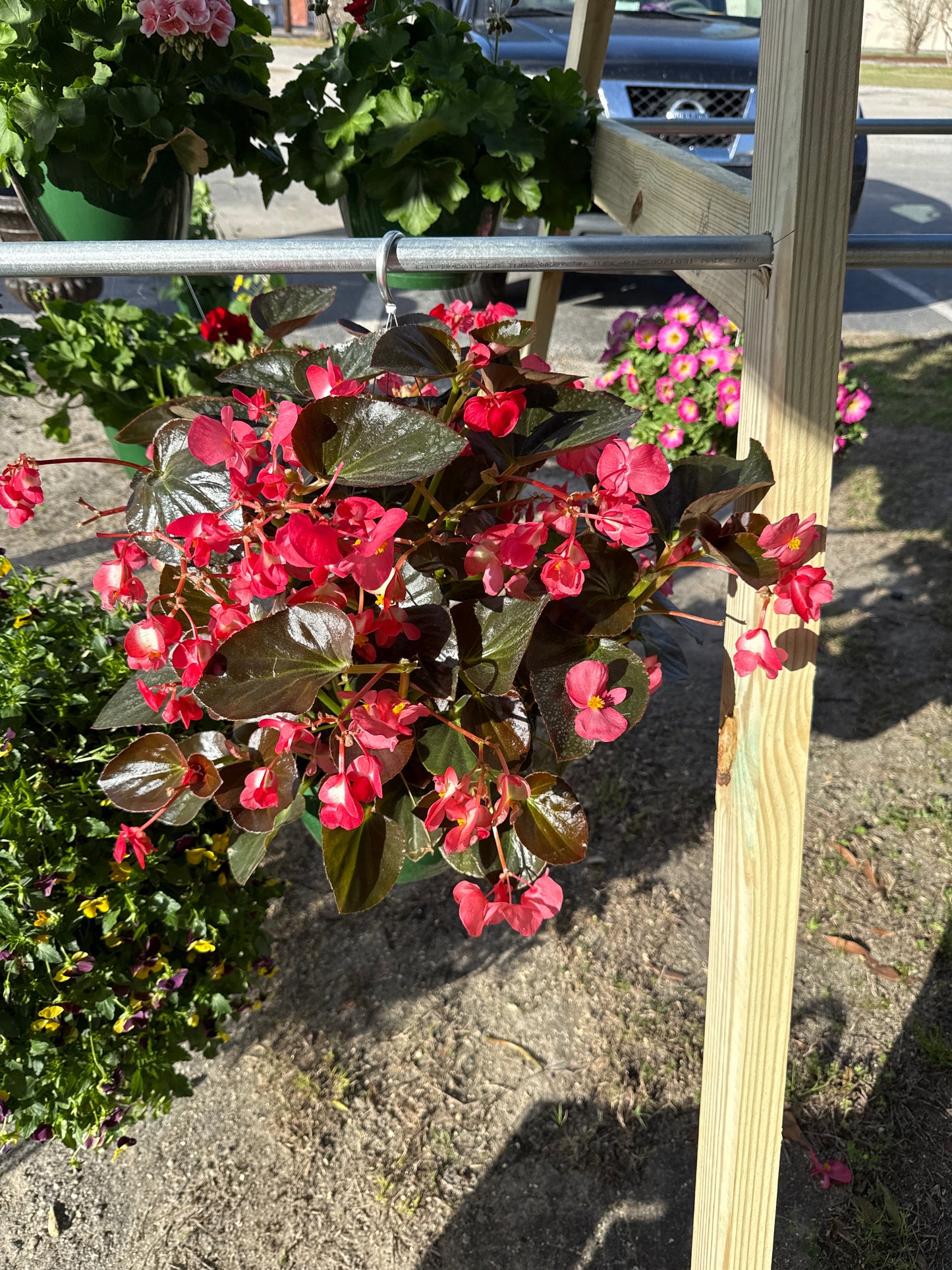 Begonia
