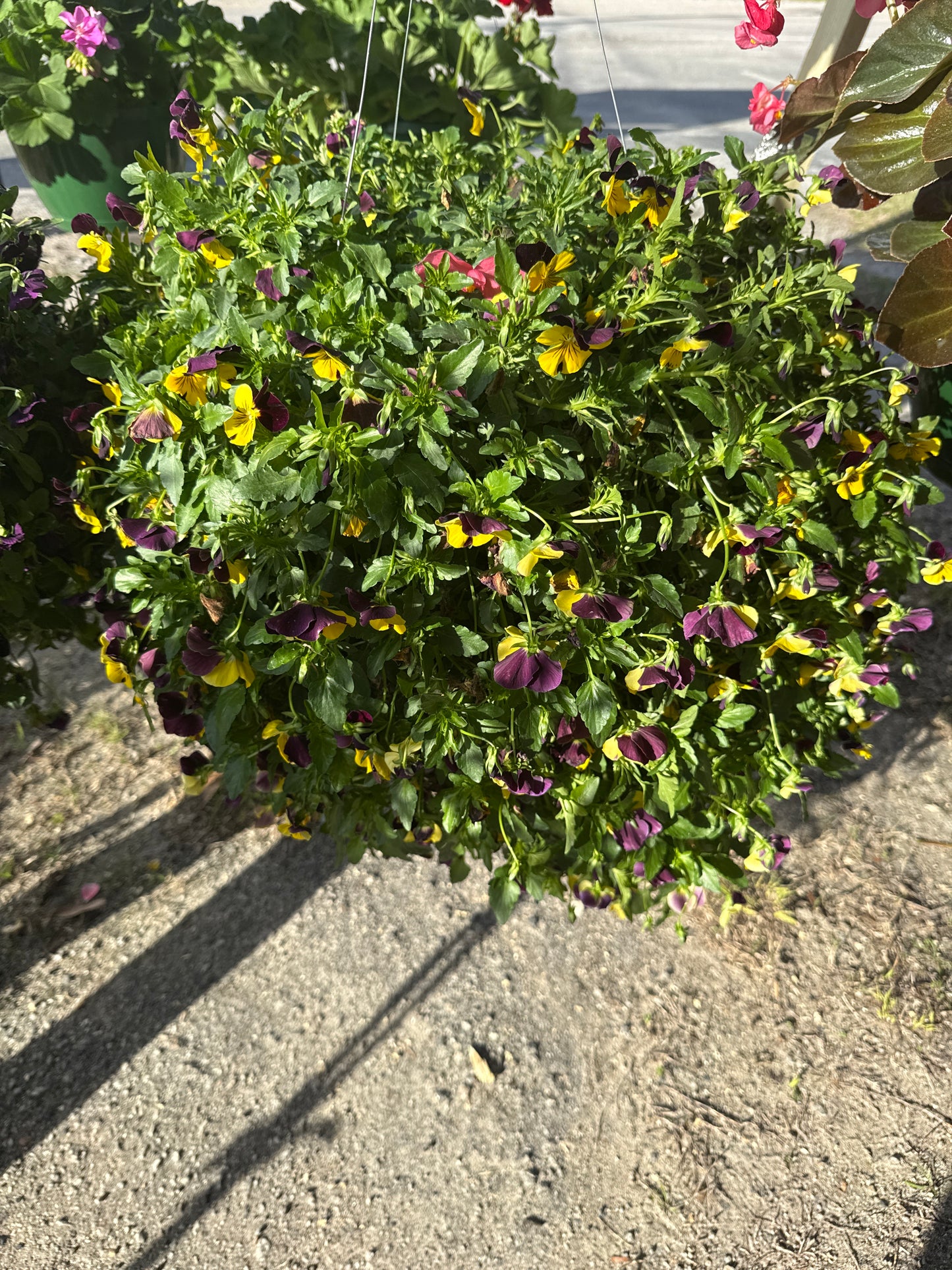 Pansy