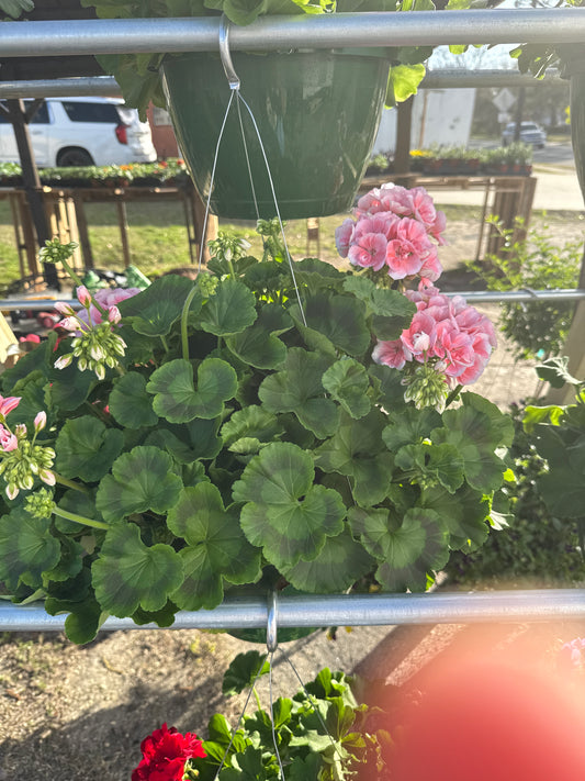 Geraniums