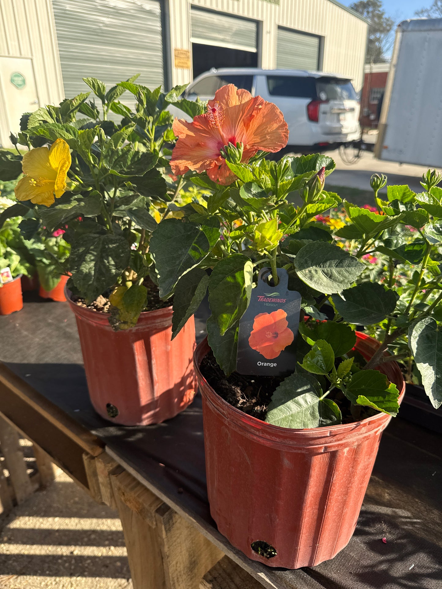 Hibiscus