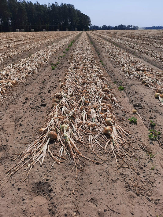 Vidalia Sweet Onions