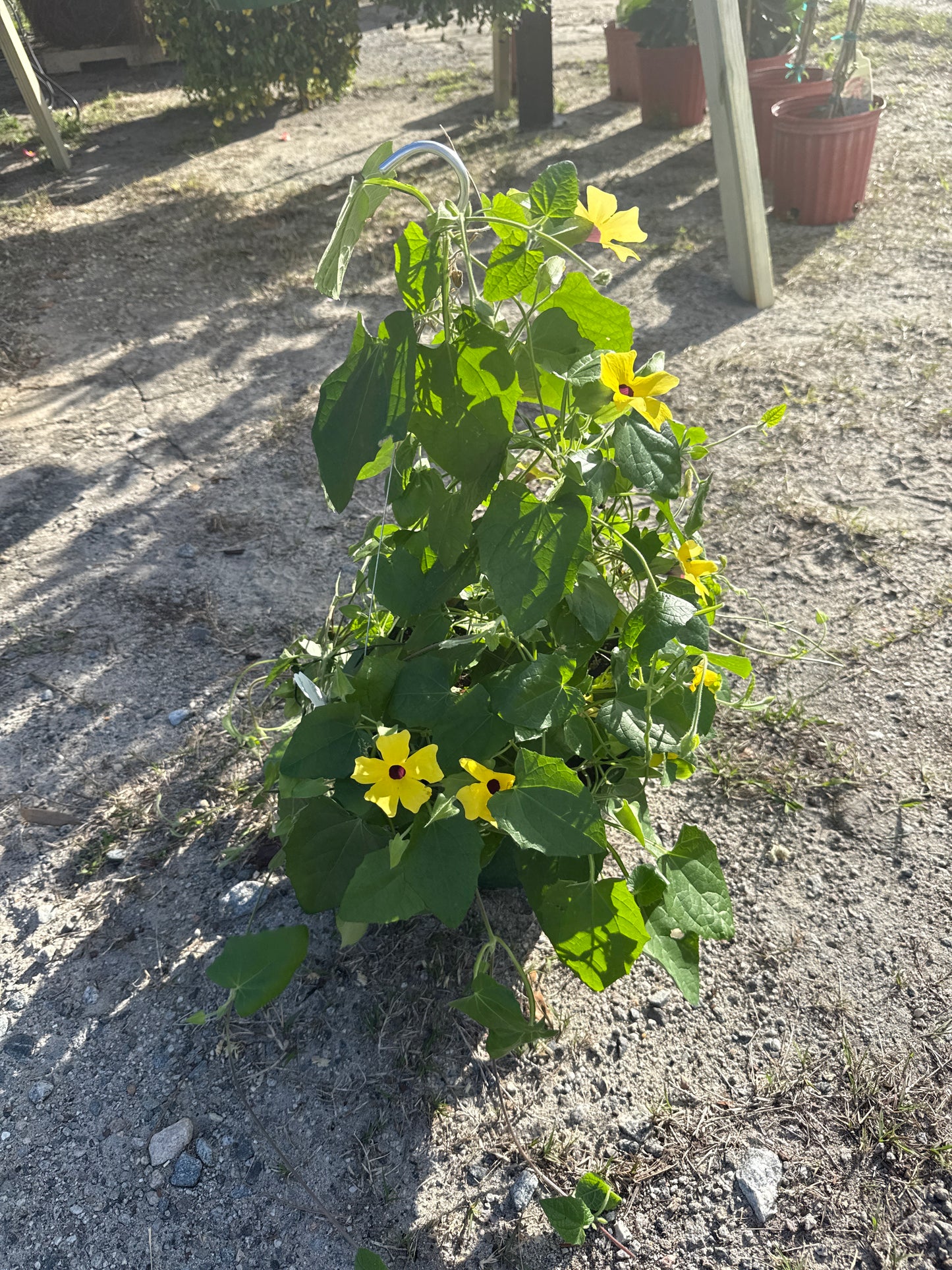 Black Eyed Susan