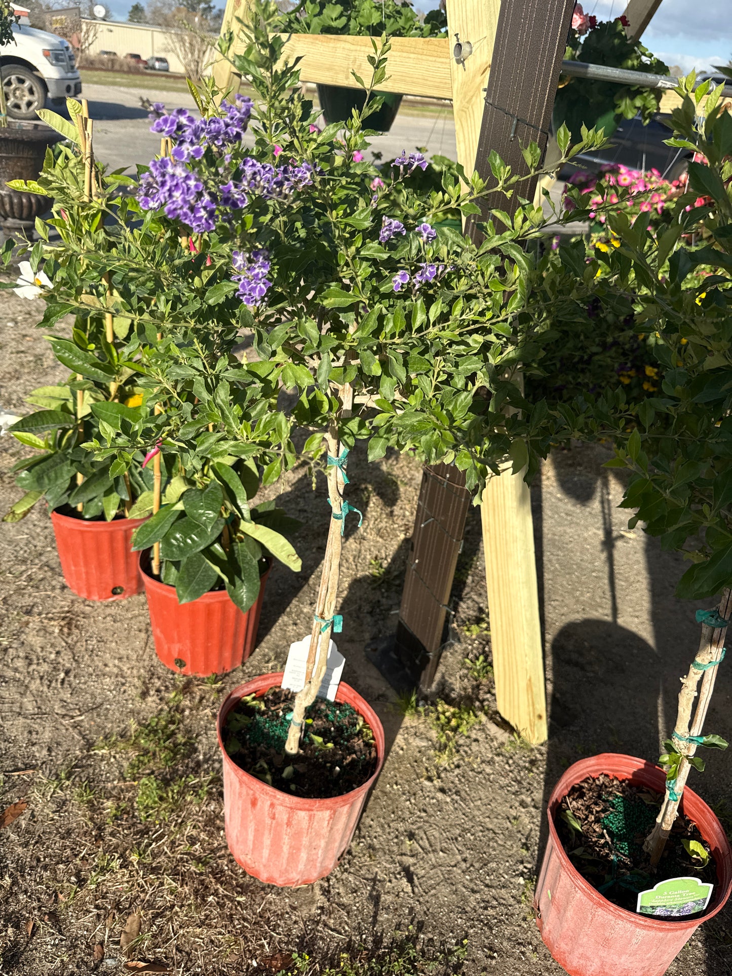 3 Gal Sapphire Showers Duranta Tree