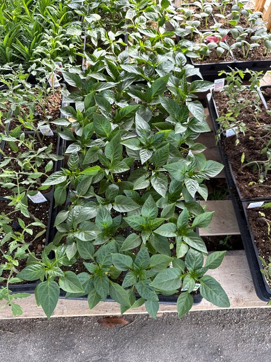 Vegetable tray 6 pack