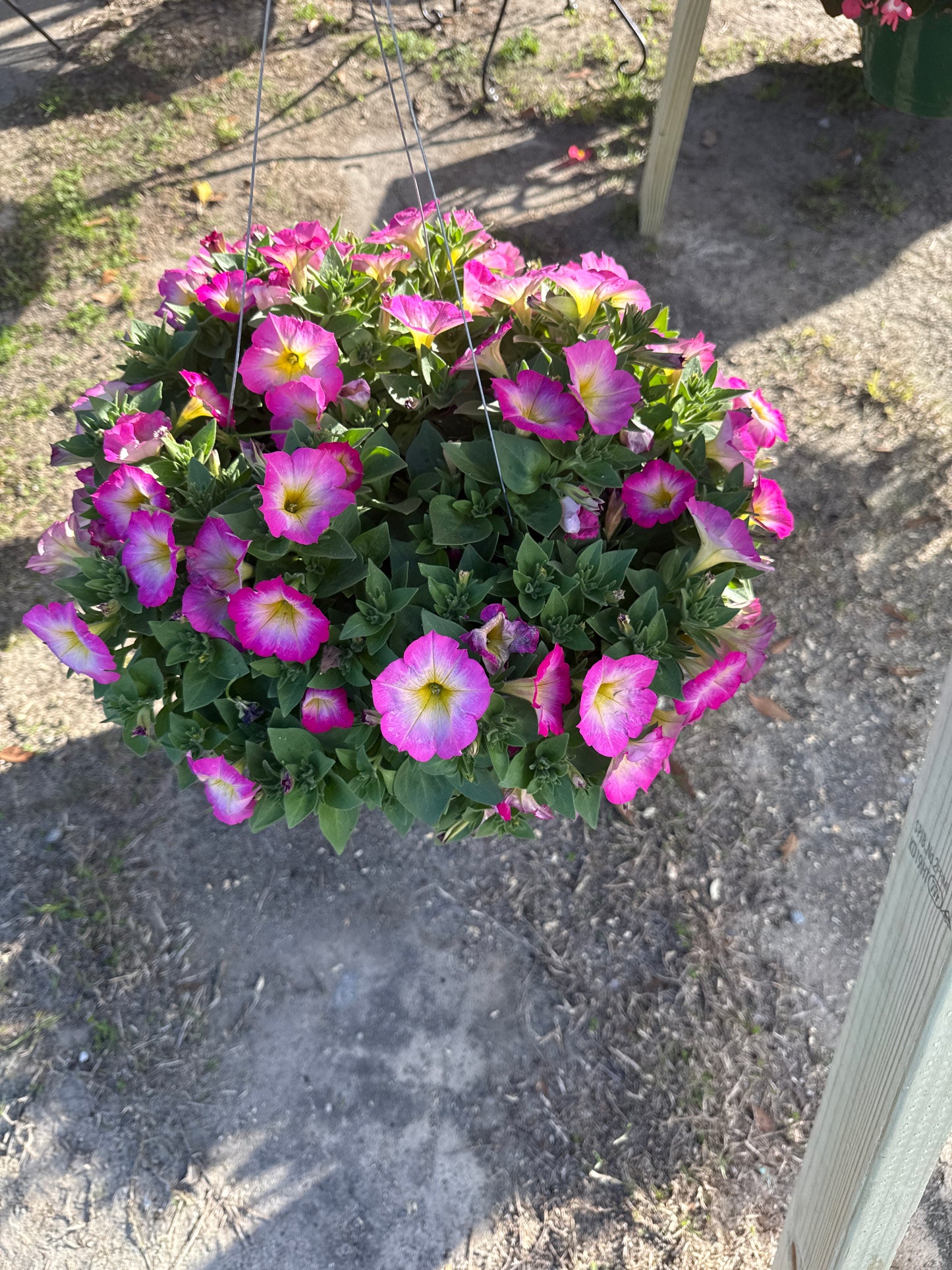 Petunia