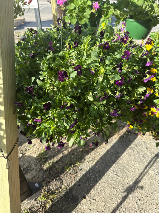 Pansy