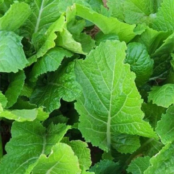 Fla. Broadleaf Mustard Seeds