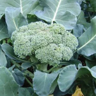 Broccoli seed - Green Sprouting Calabrese - 1 oz. packet