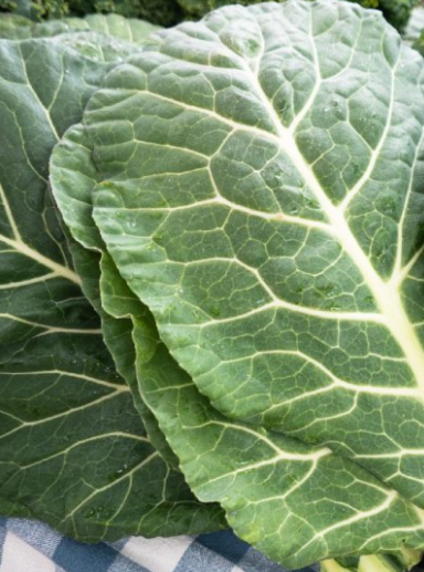 Georgia Southern Collard Seeds