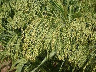 Dove Proso Millet Seed