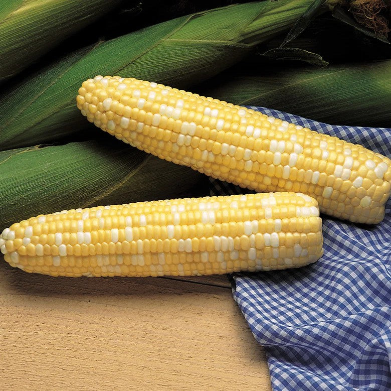 Serendipity Sweet Corn Seeds