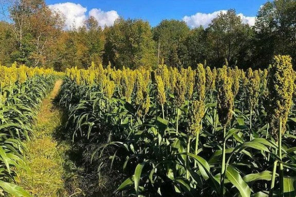 WGF Sorghum Seed