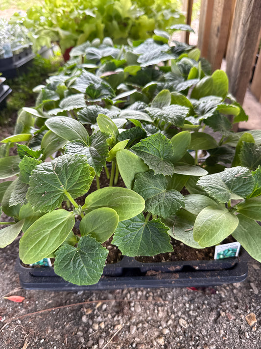 Vegetable tray 6 pack