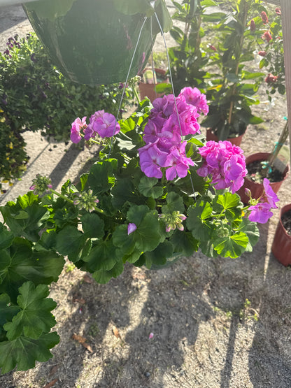 Geraniums