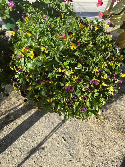 Pansy