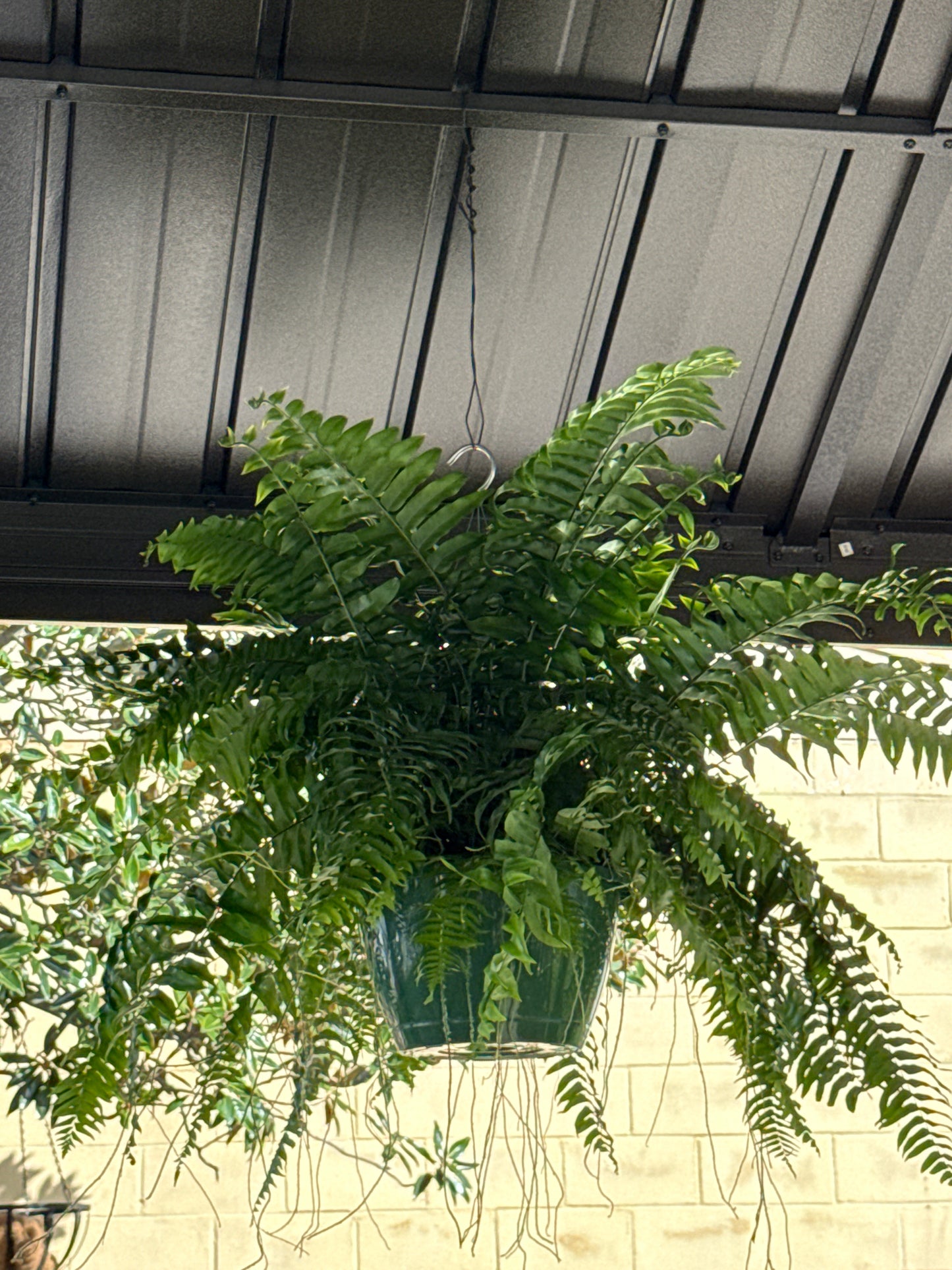 Macho Fern
