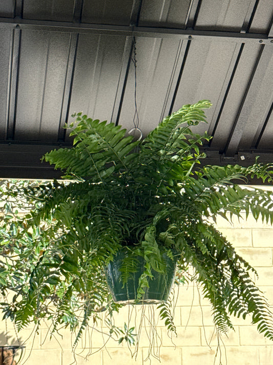 Macho Fern