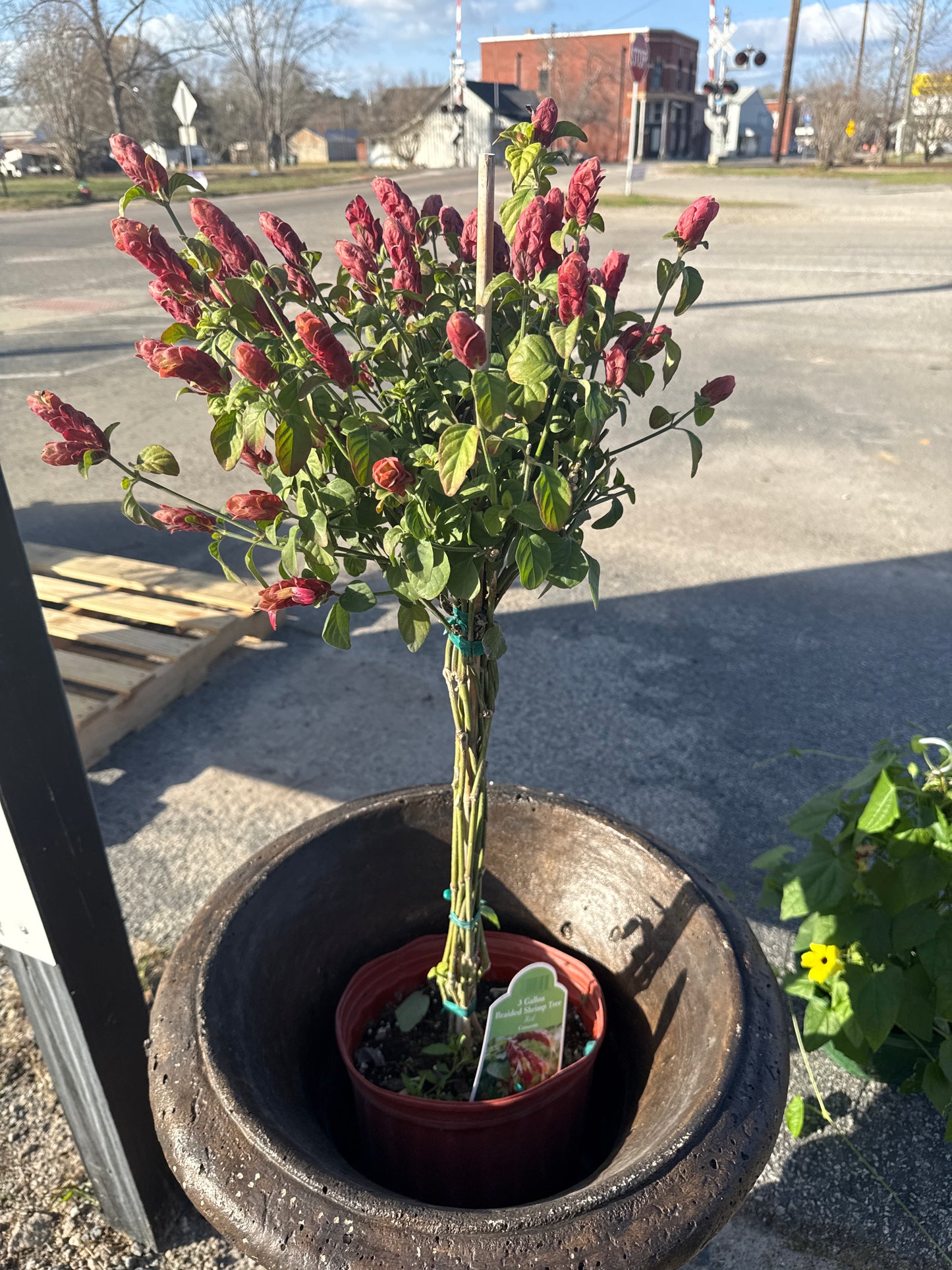 3 Gallon Braided Shrimp Tree