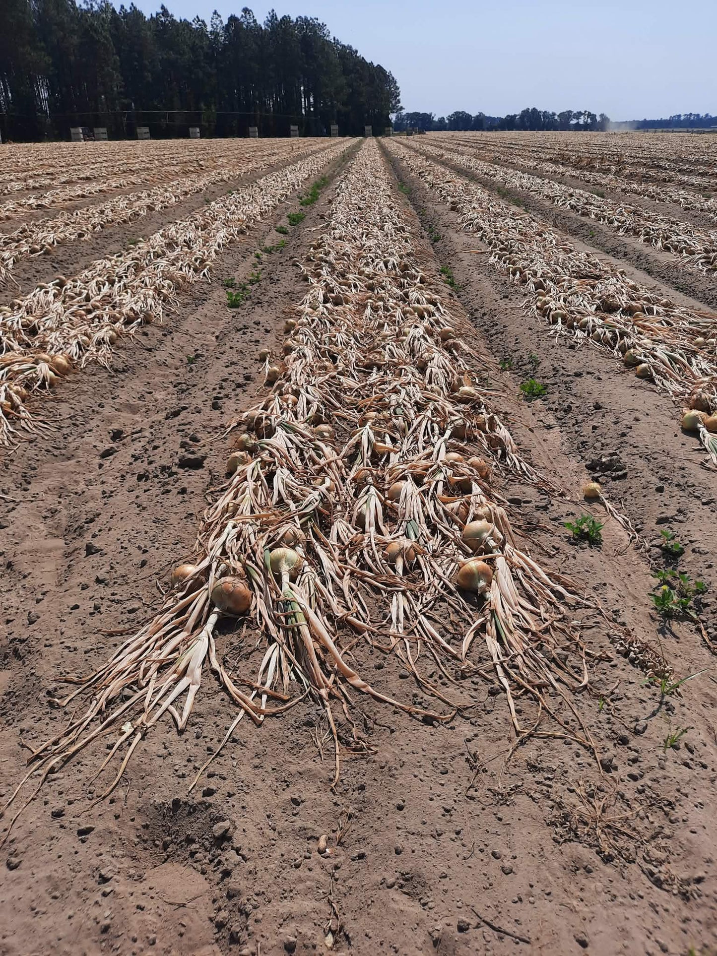 Vidalia Sweet Onions