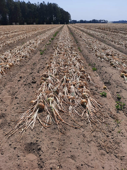 Vidalia Sweet Onions