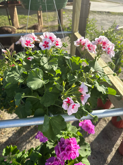 Geraniums