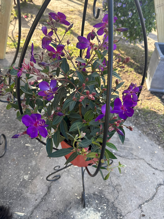 Morning Glory