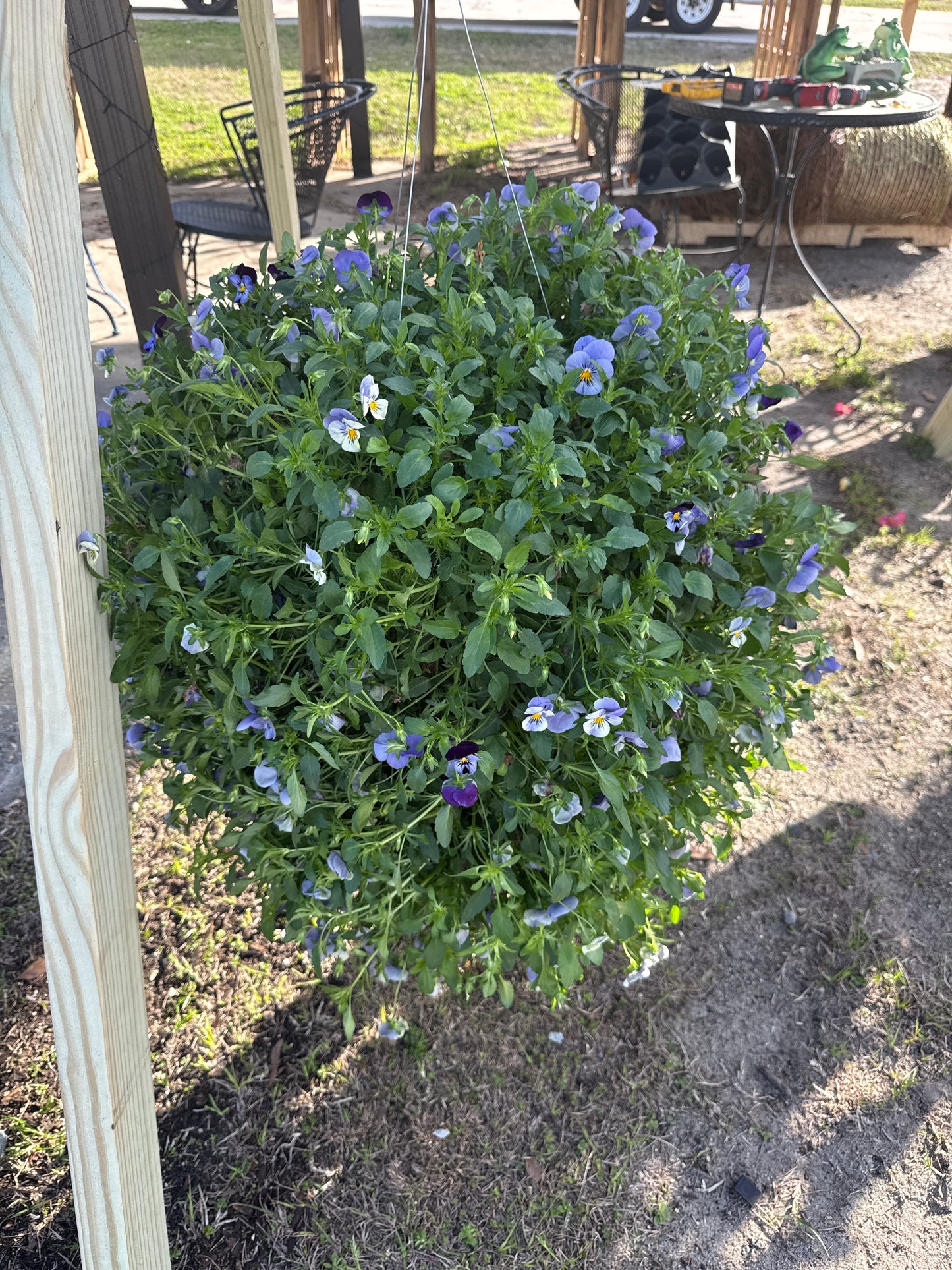 Pansy