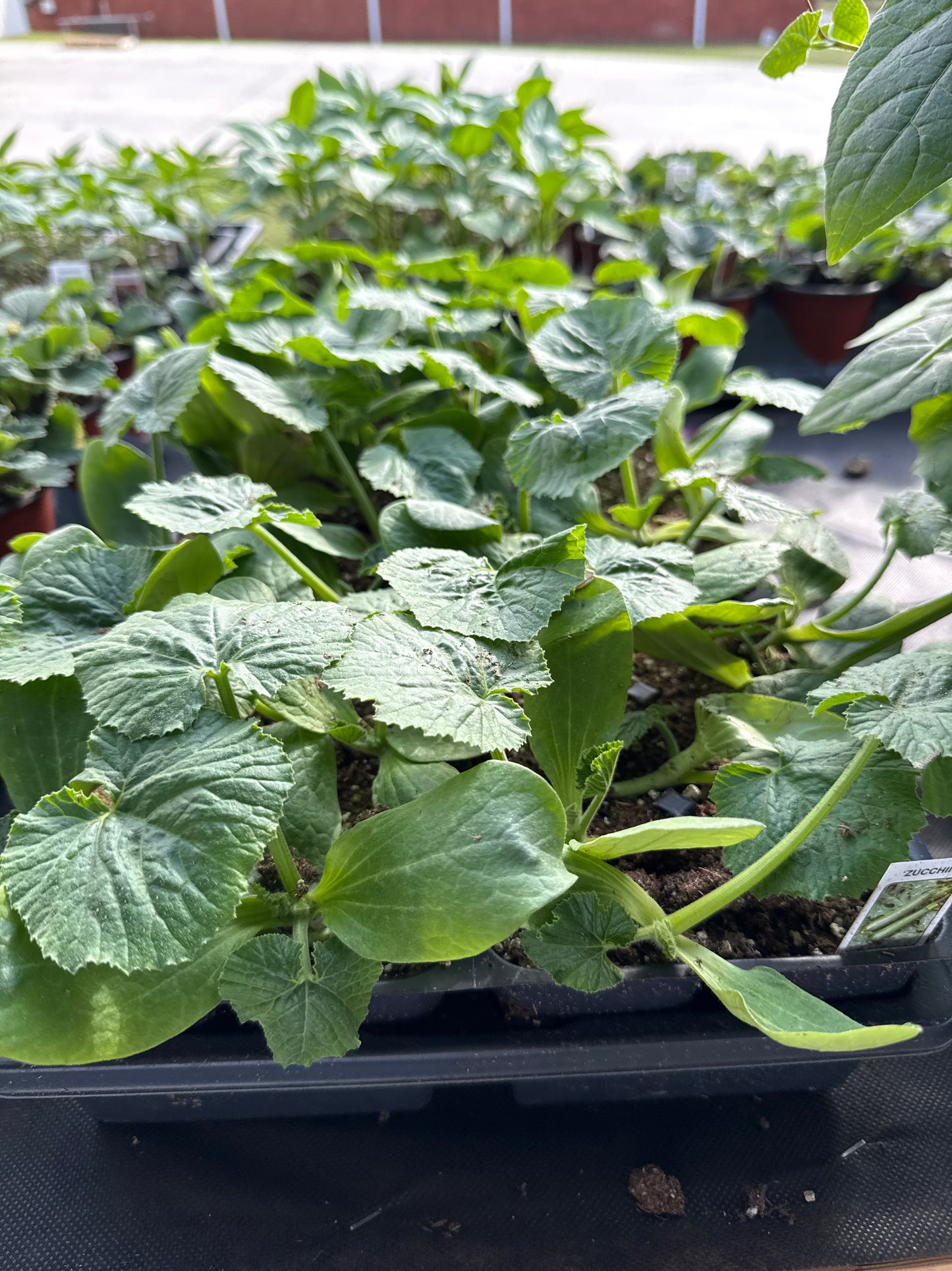 Vegetable tray 6 pack