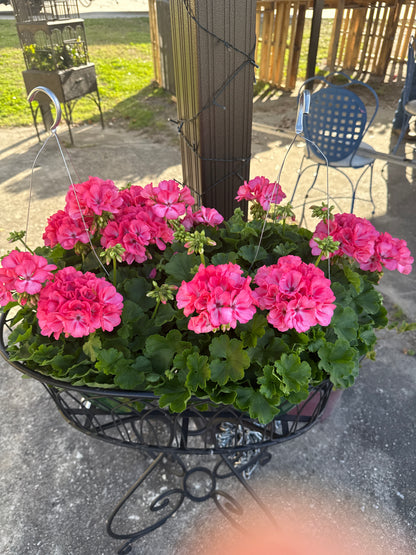 Geraniums