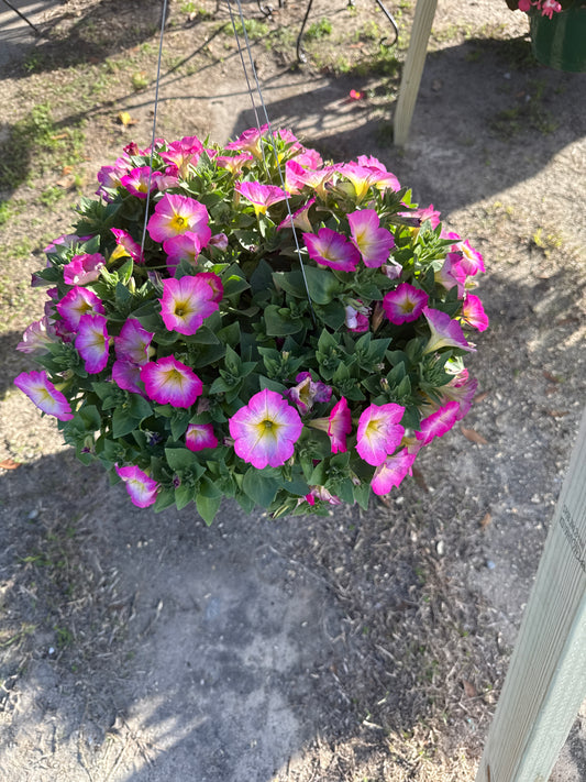 Petunia
