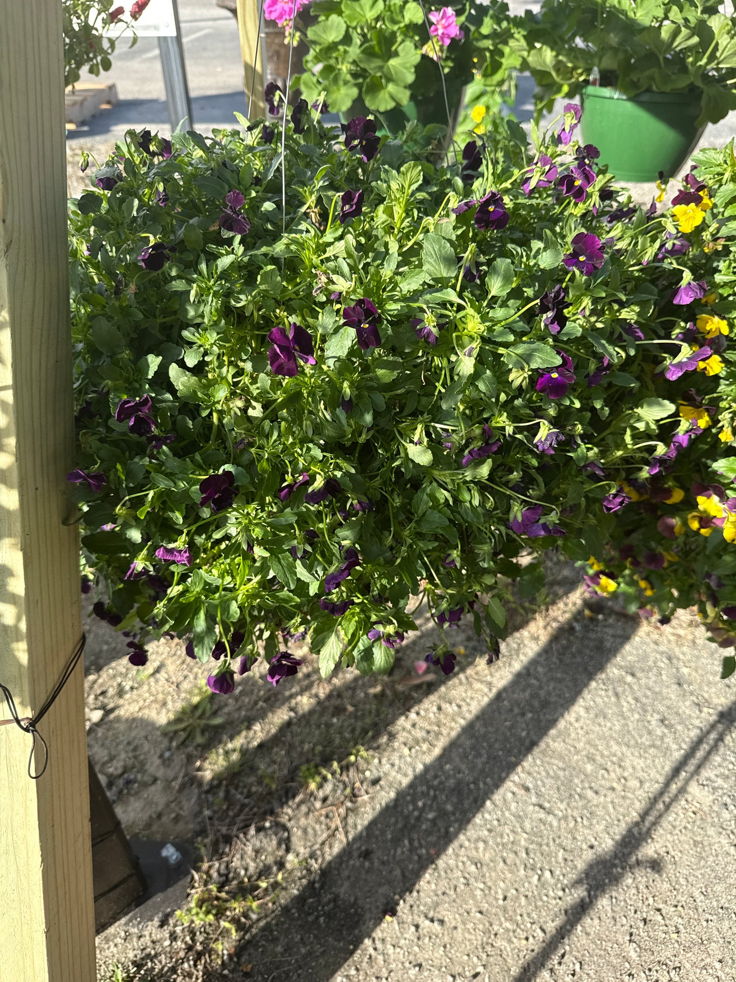Pansy