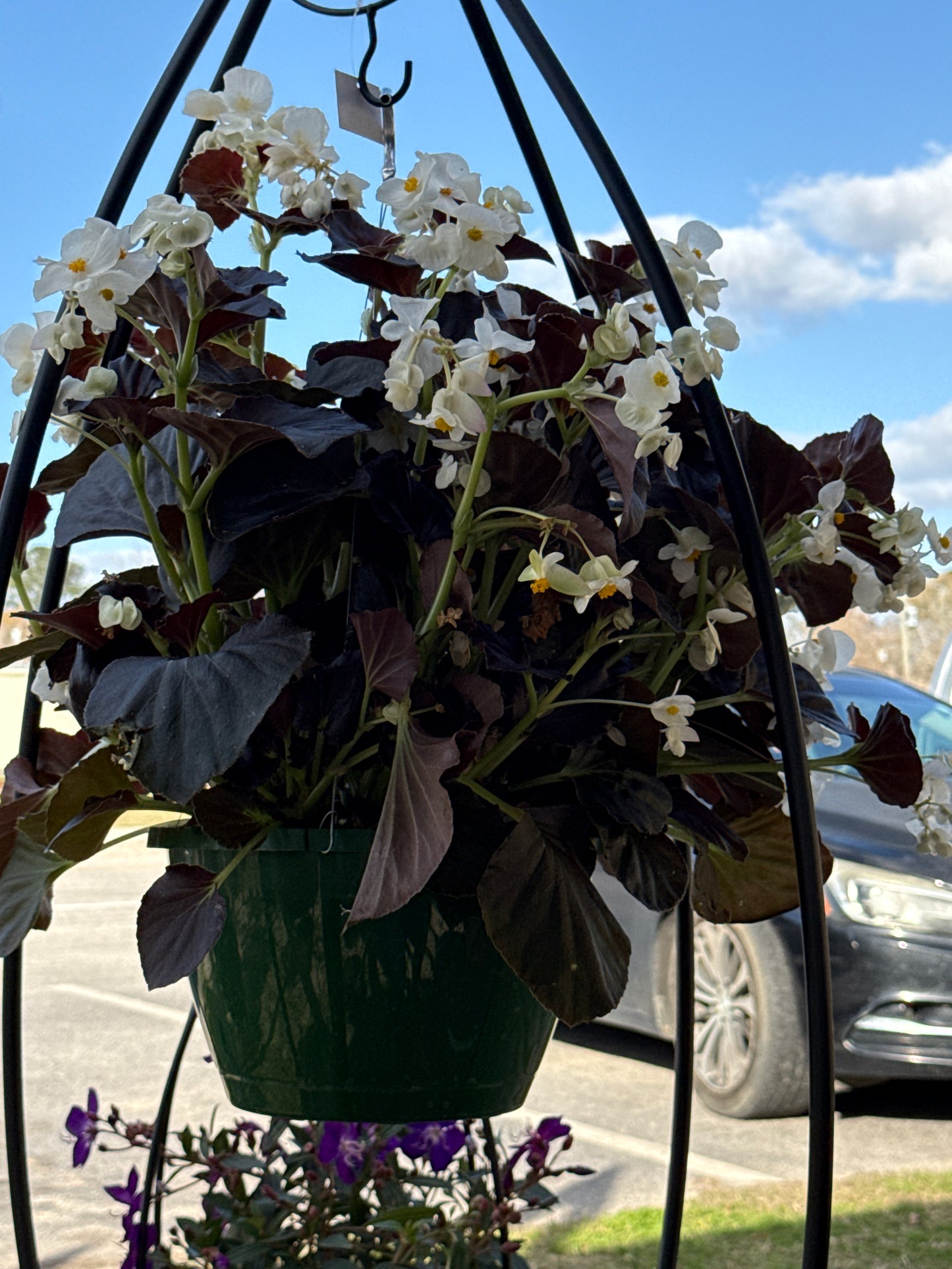 Begonia