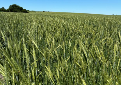 Triticale - Fridge (winter forage)- 50#