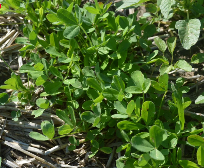 Frosty Berseem Clover (winter forage)- 50#