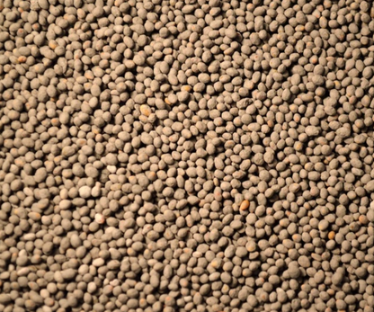 Frosty Berseem Clover (winter forage)- 50#