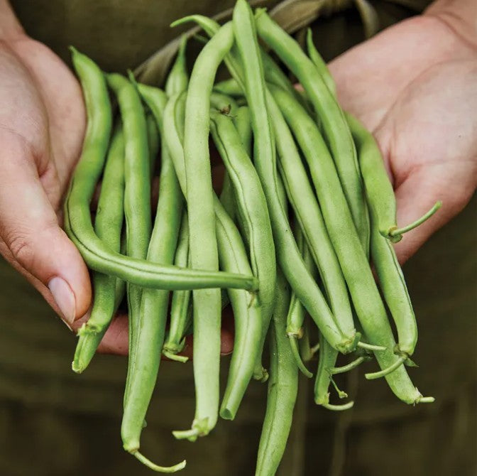 Blue Lake 274 bush Bean - 1 pound