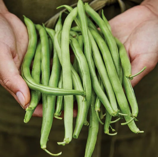Blue Lake 274 bush Bean - 1 pound
