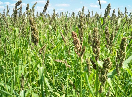 Browntop Millet
