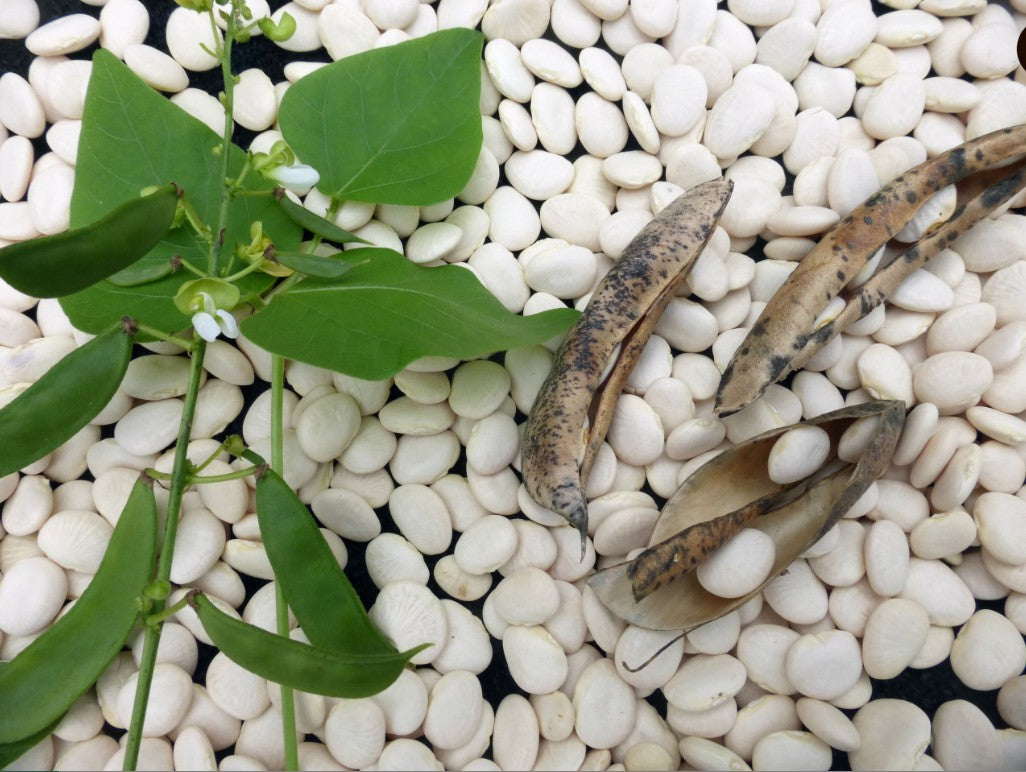 Henderson Bush Bush Lima Bean - 1 pound