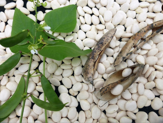 Henderson Bush Bush Lima Bean - 1 pound