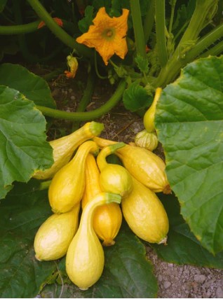 Early Summer Crookneck Squash Seeds - 4 ounces