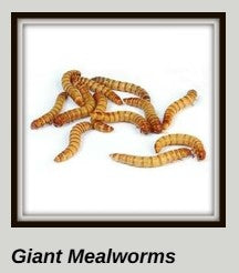 Giant Meal Worms - cup of 25