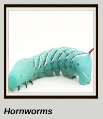 Horn Worms