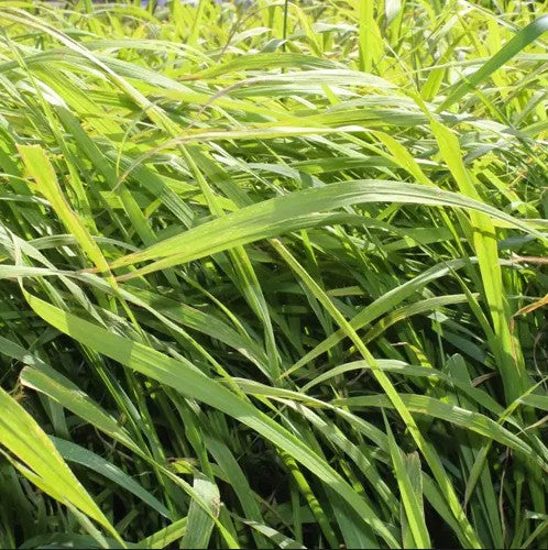 Japanese Millet