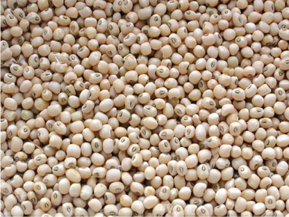 Lady Cream Cowpea 1 lb