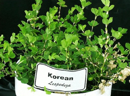 Korean Lespedeza seeds