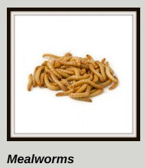 Meal Worms - cup of 50