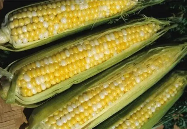 Peaches & Cream Sweet Corn Seed - 1/2 pound (approx. 800 seeds)