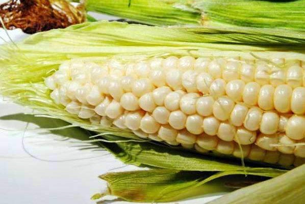 Silver Queen Sweet Corn Seed - 1/2 pound (approx. 800 seeds)