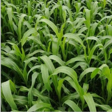Sugar graze II - Sorghum Sudangrass seed - 50#